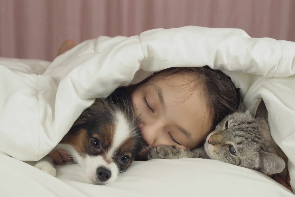 犬と猫とベッドで眠る子ども