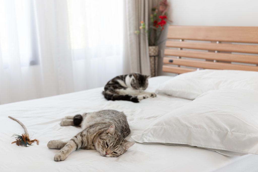 ベッドで寝転ぶ猫たち