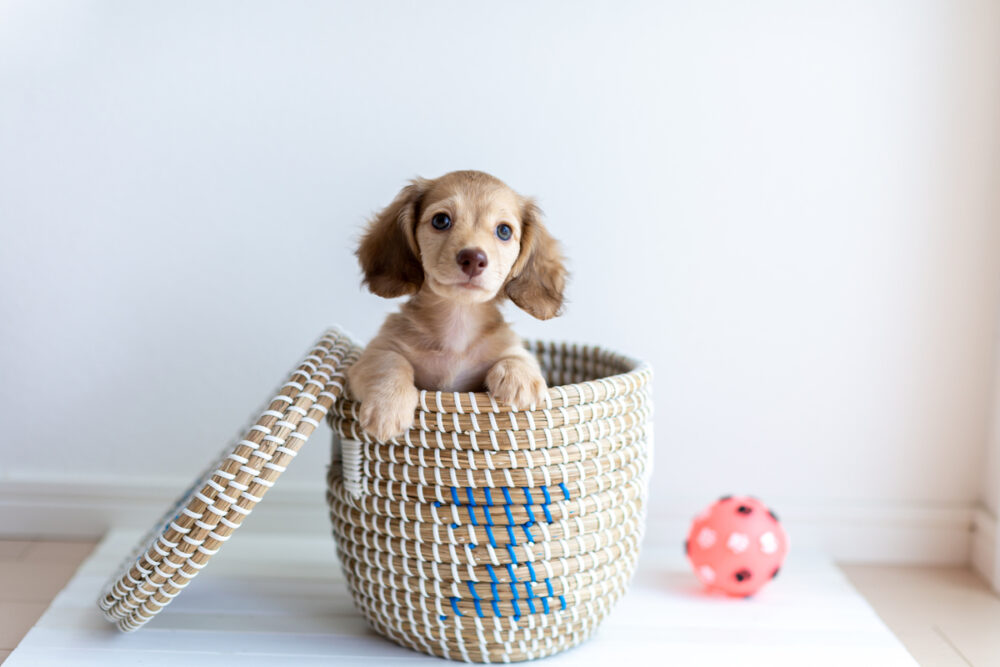 カゴに入った子犬