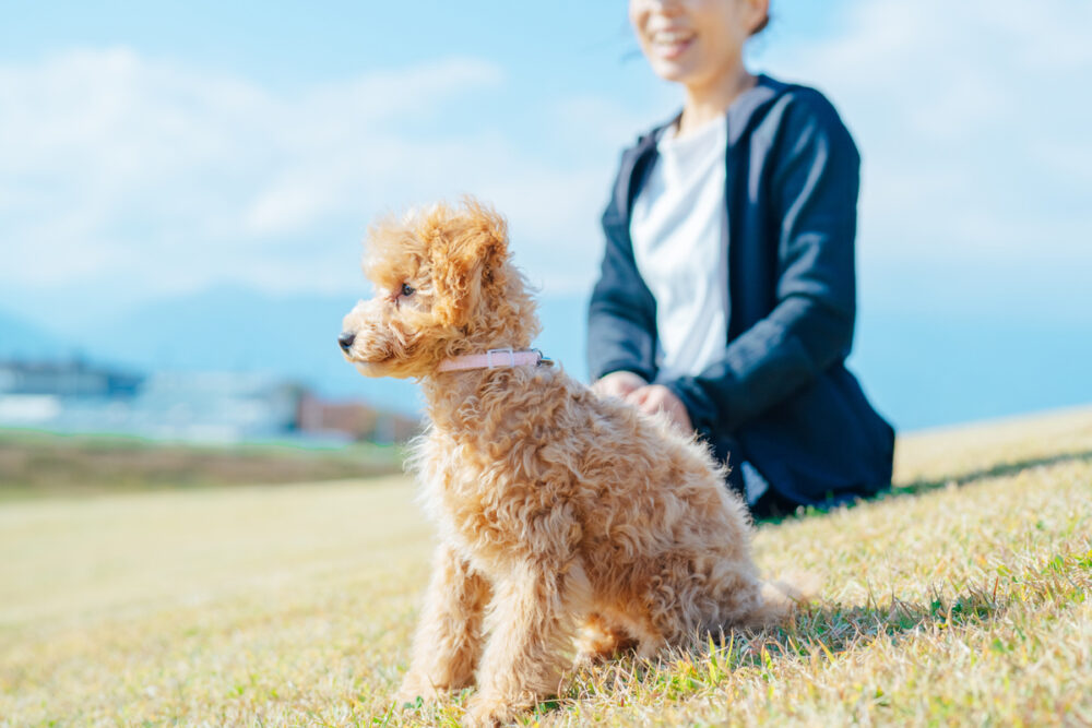 散歩中の犬と飼い主