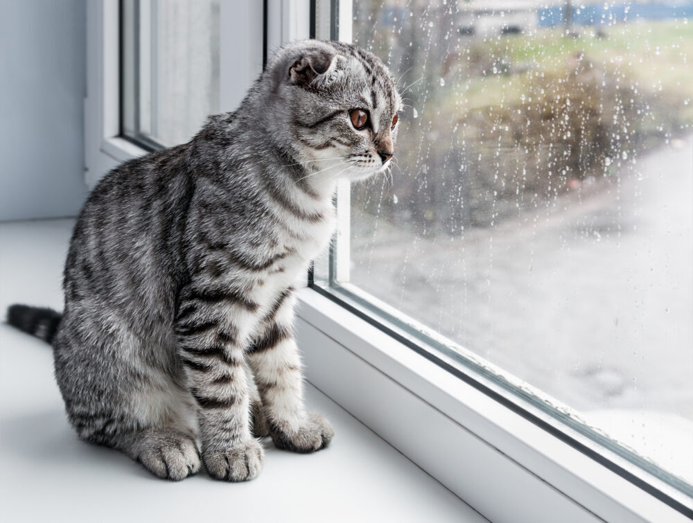 窓用エアコンは雨の日も使える？注意点やおすすめ製品も解説